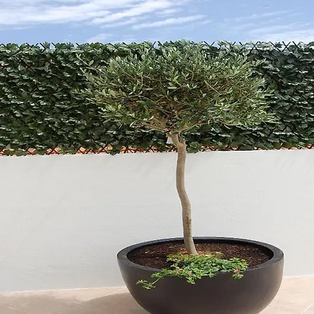 Apartman Mare