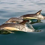 Mare Διαμέρισμα *